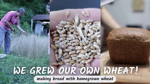 WE GREW OUR OWN WHEAT! | PROCESSSING WHEAT | MAKING BREAD WITH HOMEGROWN WHEAT