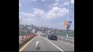 Vehicle Guides Dog On A Busy Road To Safety