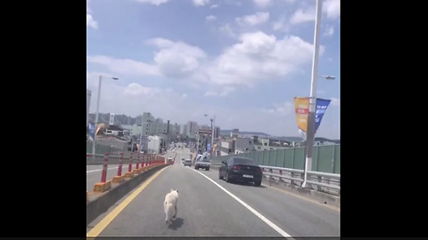 Vehicle Guides Dog On A Busy Road To Safety