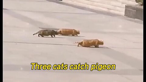 Three cats catch pigeon