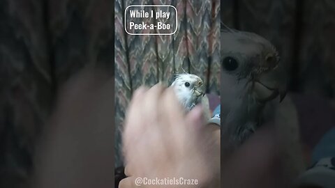 Meet P2 my cute cockatiel after taking bath | Cockatiels Craze