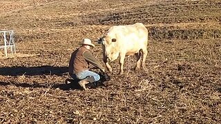 Perfect February Weather for Calving