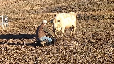 Perfect February Weather for Calving