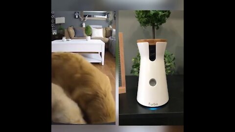 Furbo Dog Camera That Spies on Golden Retrievers