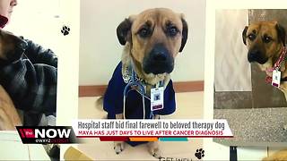 Hospital staff bids farewell to beloved therapy dog