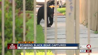 Black bear safely captured with waffles in Fort Myers