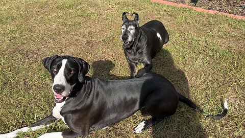 Funny Great Dane Delivers Vitamins To Sunning Senior Sister Dog