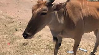 Cette adorable antilope aime se faire caresser