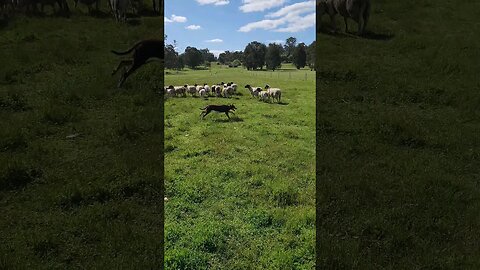 Trainee Sheepdog Jess, Doing Her Thing #farmlife #kelpie
