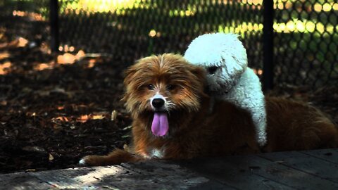 Bobo in Florida - Dog Park - Bobo Attacks