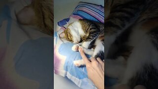 Cat Toe Bean Tickles