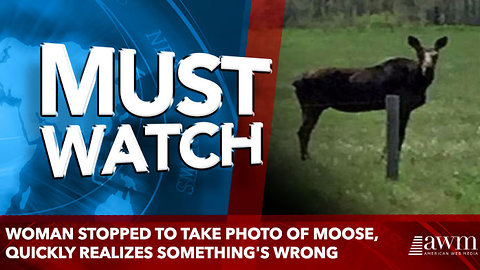 Woman stopped to take photo of moose, quickly realizes something's wrong