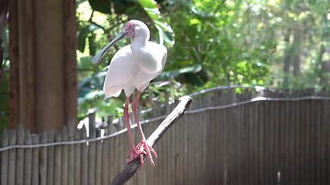 CatTV: Take Your Cat to LA Zoo = Bird on a Wire