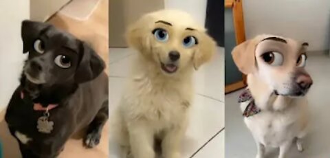 Try Not To Laugh Funny Cats And Dog Reactions 2021