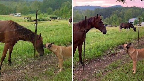 Farm dog gives colt friend a good morning kiss