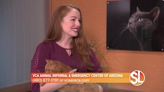 VCA Animal Referral & Emergency Center of Arizona says learn the warning sigs of heat stroke