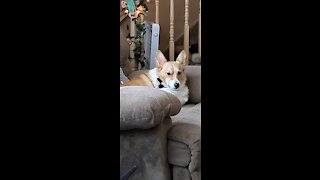 Corgi has the life