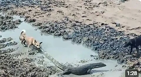 Komodo Dragon vs Dogs: Epic Encounter in the Wild