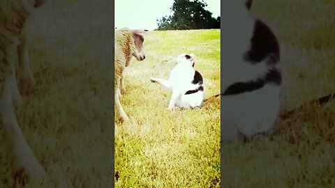 Sheep and Cat Friend | An Unlikely Bond That Will Warm Your Heart | Animal Vised