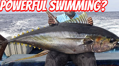 How Fast IS The yellowfin tuna?