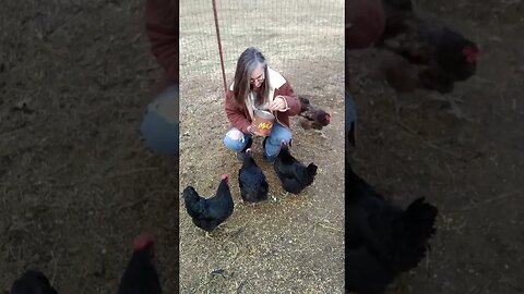 Feeding the chickens