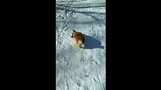 Watch this corgi go sliding down a snowy hill