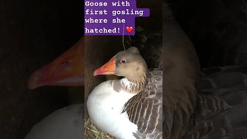 Goose with her first gosling hatched in the same place she was! ❤️❤️