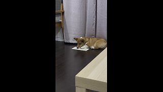 Corgi enjoying cool air coming from ac vent