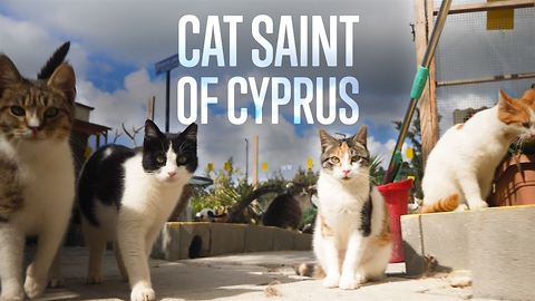 Meet Dawn, The Cat Saint Of Cyprus