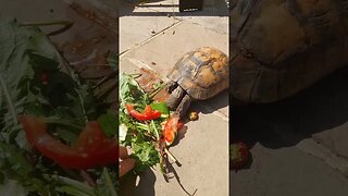 what do tortoises eat for lunch? #pets #cute