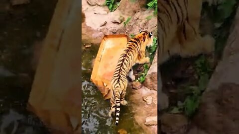 Tigers 🐅 food fell in water and he's not happy! 🤣😂 #wildlife #bigcat