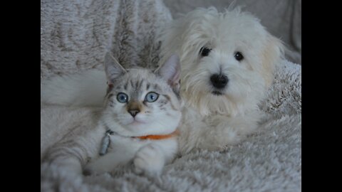 🐕🐈 ⁂ Supercute ⁂When the Cats and Dogs get along! Don't Miss It!