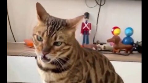 Cat smells something so terrible he loses his senses