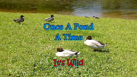 Once A Pond A Time