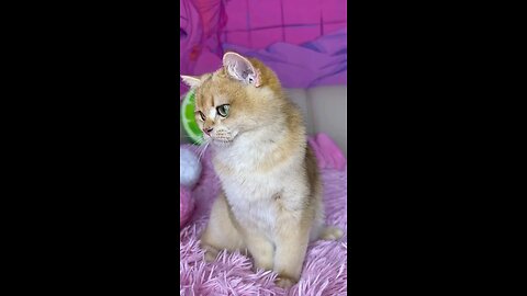 funny cat 🐈🐈🐈 video