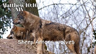 Sheep Among Wolves - Matthew 10:16 NIV