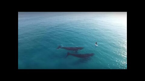 Whales Just Too Close to Paddleboarder! #Shorts #Whale #Whales #Viral #Trending