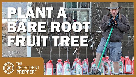 How to Plant a Bare Root Fruit Tree