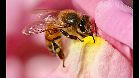 More aggressive bees are here to stay