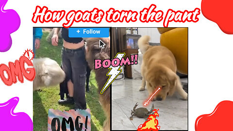 Try not to laugh 🤣 Funny goats video 🐐🐑 funny dogs 🐶 videos 😂 Funny cats videos 🙀 Part 19