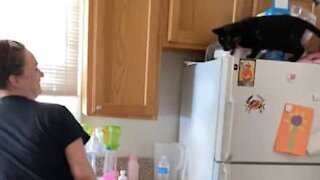 Gato protetor não deixa senhora tocar nos pratos