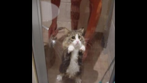 Cute Cat Takes a Shower