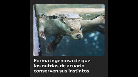 Insólita manera de dar comida a las nutrias en el oceanario de Moscú