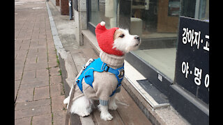 Jack Russell wisely decides to stop and sit in front of pet store