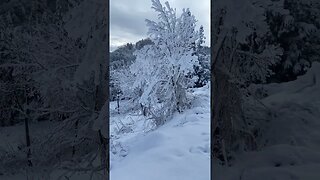 Snow in Japan