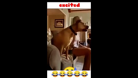 excited dog.