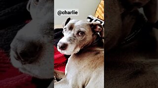 #mydog #pitbull #blueandwhite #rescuedog #charlie