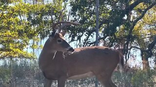 Antlers at Twin Eagle Ranch Part 1 Oct 7th