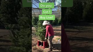 What will you do for a tree this Christmas?