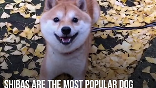 Shiba Inus Are an Ancient Dog Breed